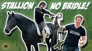 FIRST TIME RIDING STALLION WITH NO BRIDLE - Dressage Mastery TV Episode 324