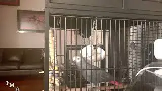 African Grey 