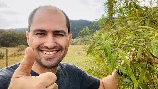 ERVA BALEEIRA - TRÊS FOLHAS ACABA COM A DOR DE CABEÇA
