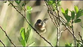 Male Western Subalpine Warbler - Sylvia cantillans cantillans / Altea - Spain / 8-4-2016