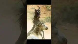 🐎2 Stallions are fighting for their mares‼️🐴 #horse #mare #stallions