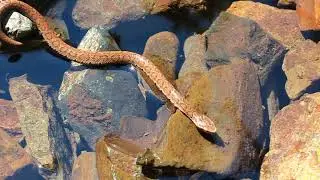 Уссурийский щитомордник (лат. Gloydius ussuriensis)
