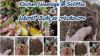 Homemade SoilMix & Tomato Sapling care /#AnushaBellam #trending #ytviral #tomatoplant #soilmix 😱🏡🍅🍅🍅