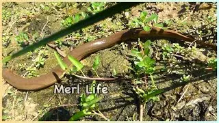 Best Mud Water Eel Fishing | Eel Fishing FindingEel Under The Long Grass