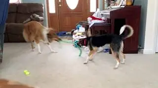 Lexi the Rough Collie playing tug of war with Luna the Rescue