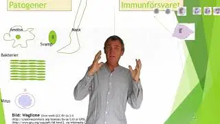 Immunförsvaret del 1 ( 7)