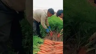 how to harvesting carrot by this trick | carrot farming secret #shorts #agriculture #tricks