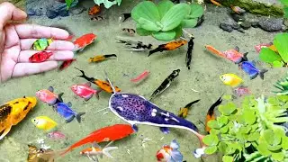 Cute Animals koi fish chef fish catfish betta fish lobster shrimp Animals Videos