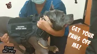 Pitbull Dog Goes To The Vet Finds Out Bad News!