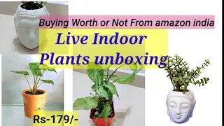 Live Indoor Plants with Planter Unboxing video | Honest review with price in Hindi | Amazon India