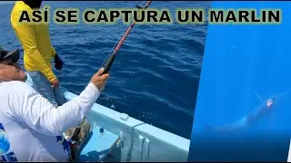 INCREÍBLE LA FUERZA con que lucha por su vida este MARLIN