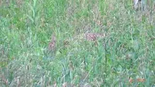 Fawn Distress Call