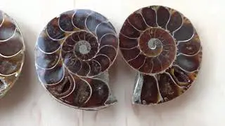 аммониты