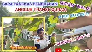 CARA PANGKAS PEMBUAHAN ANGGUR TRANSFIGURASI DI POT 50 LITER SISTEM TRALIS ( BERBUAH LEBAT ?? )