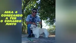 Treinamento do Lhasa/Shitzu Toddy reabilitação comportamental 