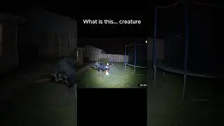 Cassowary Caught on Backyard Security Cam Doing the Unthinkable
