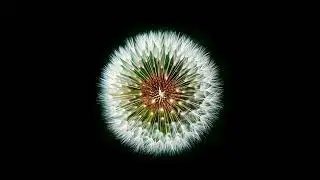 dandelion