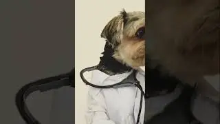 #funnydog #funnydogvideo #dogvines🤣Funny Dog Videos 2022🤣 🐶 It's time to LAUGH with Dog's life