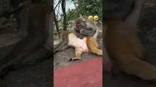 docile monkey