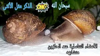 شاهد أغرب عملية تزاوج عند الحلزون