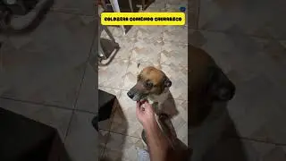 GOLDZERA DOG EATING BARBECUE, THEY LOVE IT #funny #shorts #youtubeshorts #viral #dogs #review