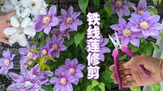 【花の物语】12 铁线莲修剪很简单,别管几类铁,一招搞定#铁线莲#种花养花#铁线蓮修剪#鉄线蓮