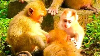 Lovely Leo baby looks very active make funny around sister Rainbow & Libby mommy.