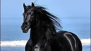 NEW SERIES: A mini whinny breyer horse movie: ᴛʜᴇ ʙʟᴀᴄᴋ ᴍᴜꜱᴛᴀɴɢ