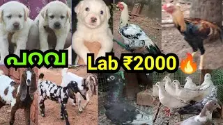 2000 rupees Lab🔥Aseel ❤Parava 🥰Goat 🔥pom🔥Pets sale low price in Kerala malayalam |D4Dreams❤Cheap ...