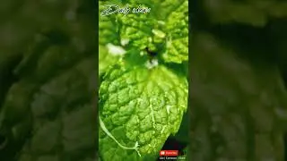 mint plant after watering 💦 || mint plant || mint care || nature || gardening idea's