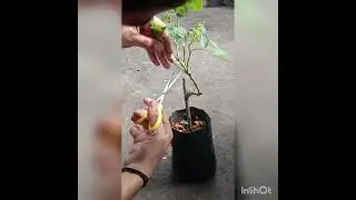 T-budding in rose plant#horticulture #Agricos#