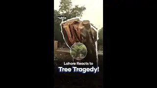 Why Did They Cut Down A 150-Year-Old Tree in Lahore Cantt? | Nukta Pakistan