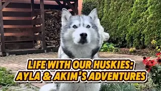 Siberian husky Life:  two huskies = double fun
