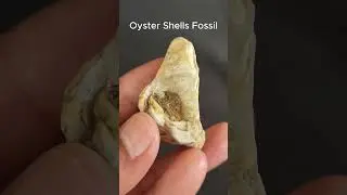 THE RARE OYSTER SHELLS FOSSIL. YOU'VE NEVER SEEN BEFORE. #shorts #rare oyster shells fossil