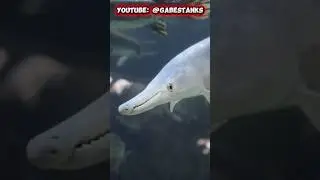 Полное видео уже доступно!!🦈🔔🚨🐙 🪼#Аквариум #экскурсия #аквариум #морскиерыбы #аквариумаакул