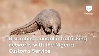 Disrupting pangolin trafficking in cooperation with Nigeria Customs Service