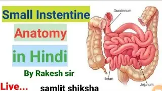 Small intestine autonomy & physiology in hindi |functions|parts | layers in hindi @samlitshiksha