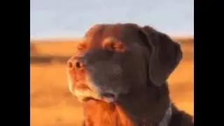 left4head