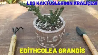 Edithcolea Grandis/Leş Kakt&uuml;slerinin Krali&ccedil;esi