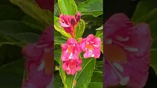 Weigela 🌺 non-native pollinator shrub #WNC sunny 🐝 #fragrant late summer