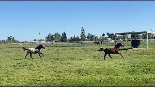Yearling 2023 Warmblood fillies enjoying a romp at Gateway Farm
