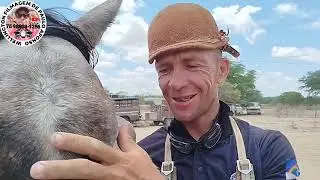( DRONE ) 11* pega de Boi no mato Org. Mané paizinho e Kayke Viana sítio Ingá inajá Pernambuco.