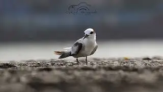 Saunders's Tern