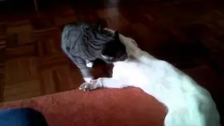 Dog and Cat Playing