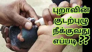 PIGEON DEWORMING | HOW TO DO DEWORMING IN PIGEONS | குடற்புழு நீக்கம் | TAMIL