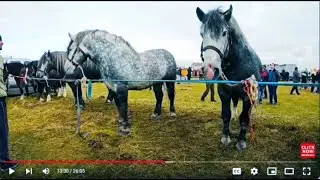 Targu de cai de la Sacadat cu Ionut Hendre