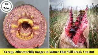 Creepy Otherworldly Images In Nature That Will Freak You Out