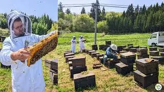 Projet BEERAD - INRAE - IRSN - APILAB - BEEGUARD - IER FUKUSHIMA