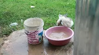 Goose Video / Goose drinking water... #asmr #fyp #cow