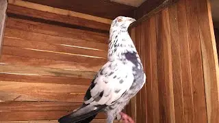 Andhra all time best pigeons